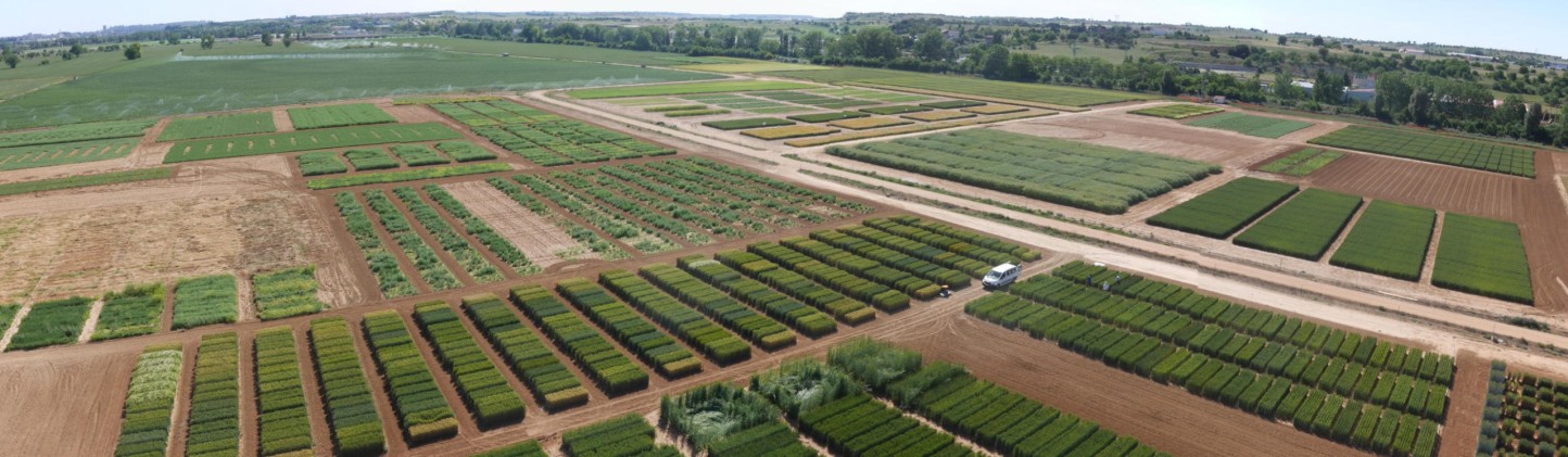 I+D+i en cereales en el Instituto Tecnológico Agrario de Castilla y León