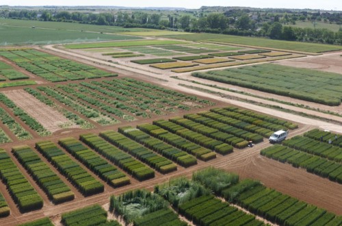 I+D+i en cereales en el Instituto Tecnológico Agrario de Castilla y León