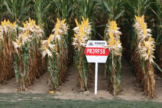Las siembras de maíz  transgénico continuaron a la baja en España en 2023