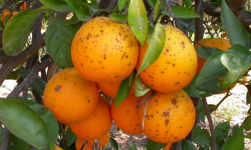 Mancha negra cítricos