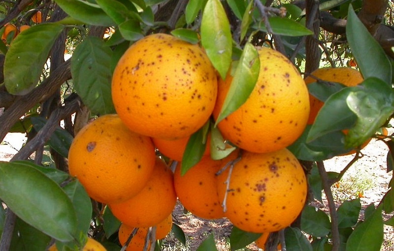 Sudáfrica vuelve a batir récords de rechazos por «Mancha negra» en naranjas de zonas en teoría exentas