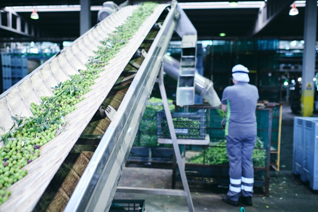 Oleand Manzanilla Olive, nueva Entidad Asociativa Prioritaria Agroalimentaria de Andalucía