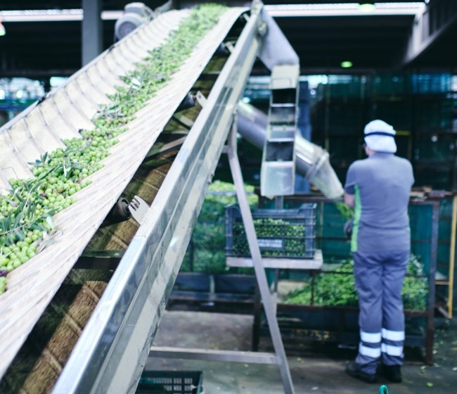 Oleand Manzanilla Olive, nueva Entidad Asociativa Prioritaria Agroalimentaria de Andalucía