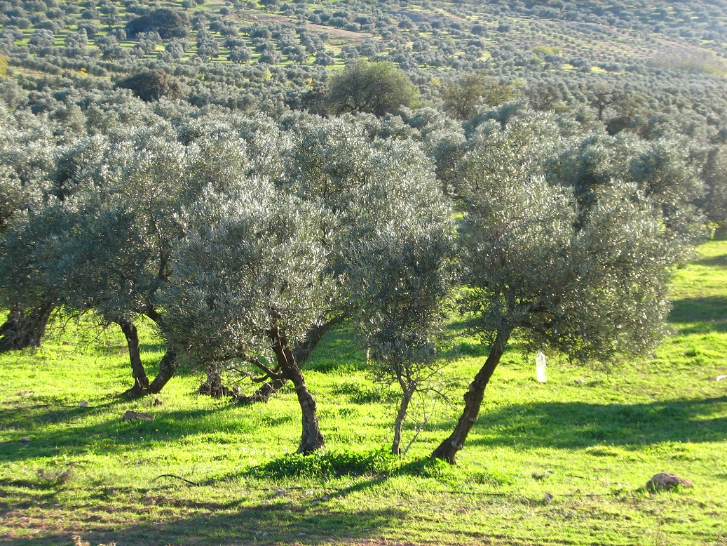 AEMO: Los costes de producción del aceite de oliva en España se disparan por la menor cosecha y la subida de los costes de cultivo