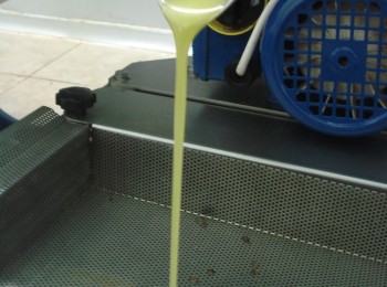 Cosecha de aceite 2025/2026 similar a la pasada y cierre de campaña con 290.000 t de existencias