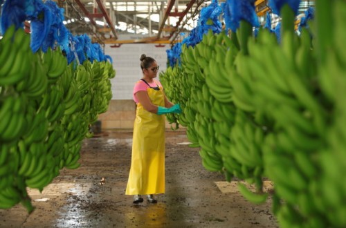 Las importaciones extracomunitarias de España en frutas y hortalizas crecen un 20% hasta agosto