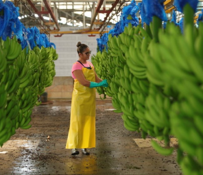 Las importaciones extracomunitarias de España en frutas y hortalizas crecen un 20% hasta agosto