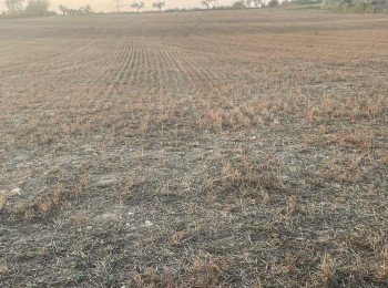 El MAPA amplía las subvenciones a los avales de SAECA para dar apoyo al sector agrario afectado por la sequía