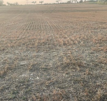 El MAPA amplía las subvenciones a los avales de SAECA para dar apoyo al sector agrario afectado por la sequía
