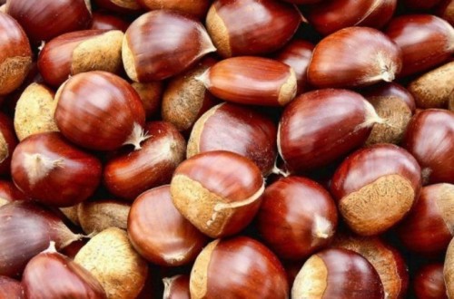 La producción de castaña en Extremadura caerá un 40% en esta campaña, según UPA-UCE