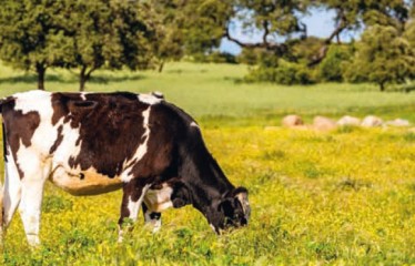 Un proyecto pionero en España utiliza un suplemento alimenticio para reducir las emisiones de las vacas