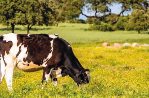 Un proyecto pionero en España utiliza un suplemento alimenticio para reducir las emisiones de las vacas