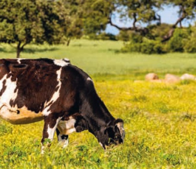 Un proyecto pionero en España utiliza un suplemento alimenticio para reducir las emisiones de las vacas