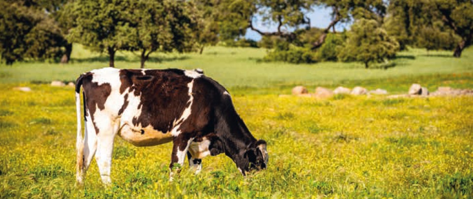 Un proyecto pionero en España utiliza un suplemento alimenticio para reducir las emisiones de las vacas