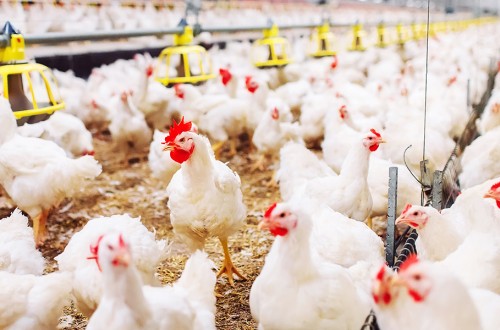 La continuidad de miles de granjas medianas de aves y porcino en riesgo por el acuerdo sobre emisiones industriales