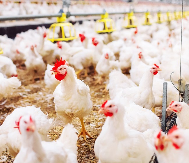 La continuidad de miles de granjas medianas de aves y porcino en riesgo por el acuerdo sobre emisiones industriales
