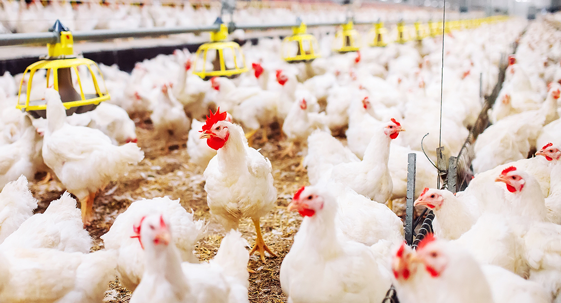 La continuidad de miles de granjas medianas de aves y porcino en riesgo por el acuerdo sobre emisiones industriales