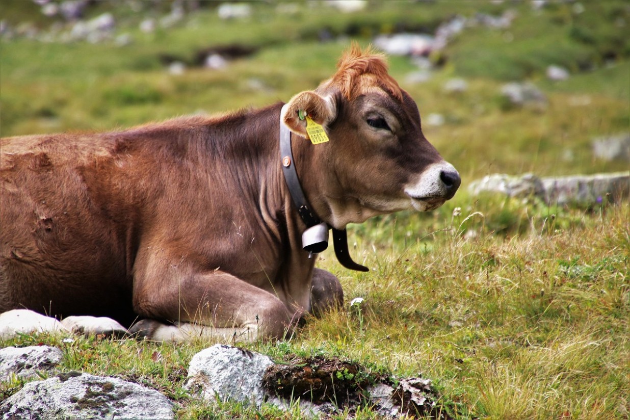 La RASVE confirma 12 nuevos focos de explotaciones bovinas  con casos de Enfermedad Hemorrágica Epizoótica