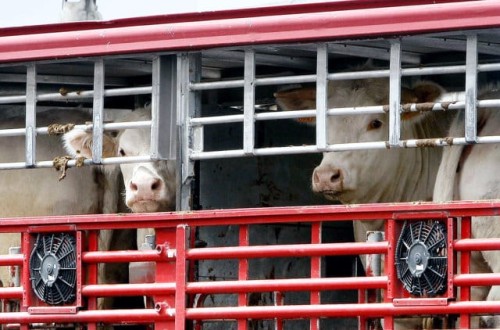 El CESE advierte de que la nueva regla de transporte animal «ponen en peligro la viabilidad de las explotaciones»