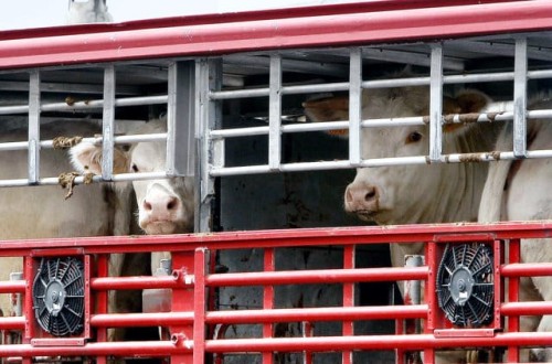 Catorce asociaciones del sector cárnico-ganadero piden a Planas que rechace el nuevo Reglamento Europeo de transporte de animales