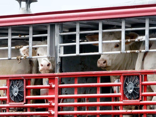 Transporte_animales_vacas