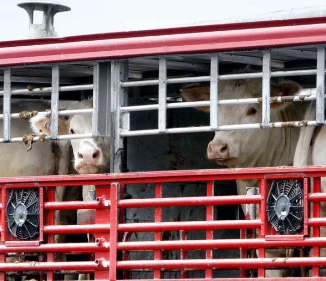 Catorce asociaciones del sector cárnico-ganadero piden a Planas que rechace el nuevo Reglamento Europeo de transporte de animales