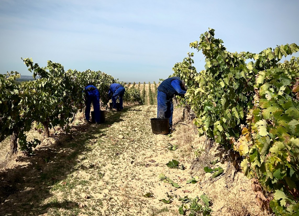 La meteorología adversa lleva a que la producción mundial de vino en 2023 sea la más baja de los últimos 60 años