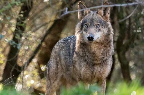 ¡Que viene el lobo!