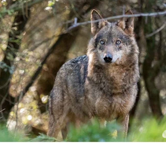 ¡Que viene el lobo!