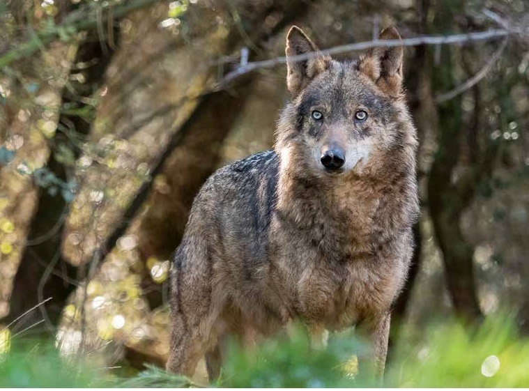 ¡Que viene el lobo!