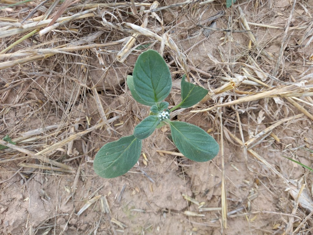 Control de malas hierbas en rastrojeras, ¿qué influencia tiene la BCAM 6?