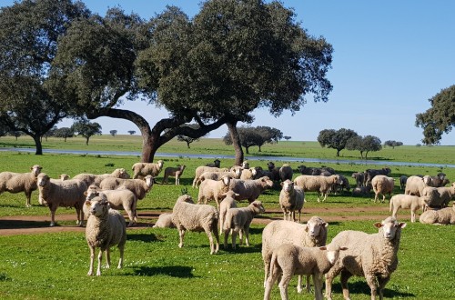 Detectada la circulación del Serotipo 4 del virus de la Lengua Azul en tres ganaderías de ovino en Águilas, Murcia