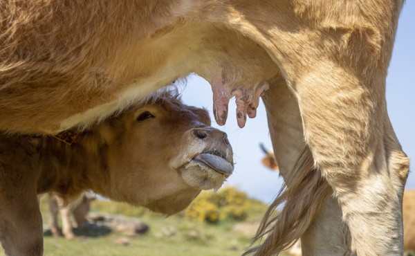 Certificación acreditada B+ Compromiso Bienestar Animal, una herramienta al servicio de los ganaderos