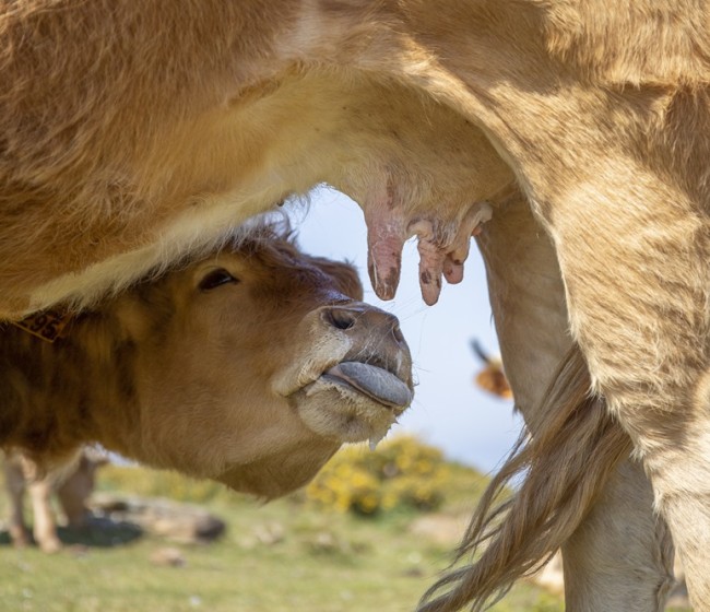 Certificación acreditada B+ Compromiso Bienestar Animal, una herramienta al servicio de los ganaderos