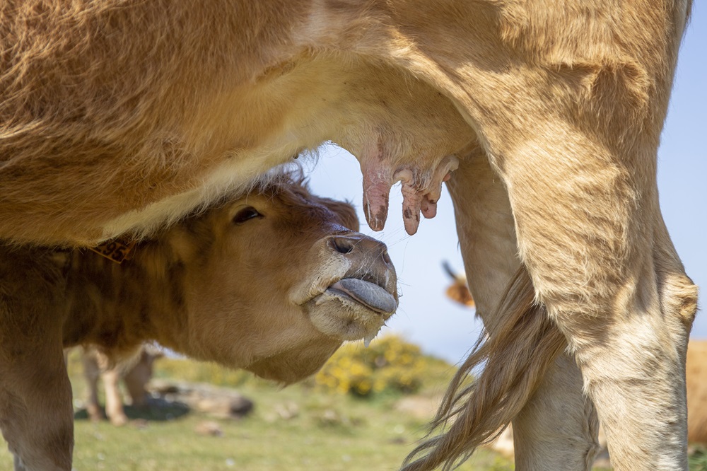 Certificación acreditada B+ Compromiso Bienestar Animal, una herramienta al servicio de los ganaderos