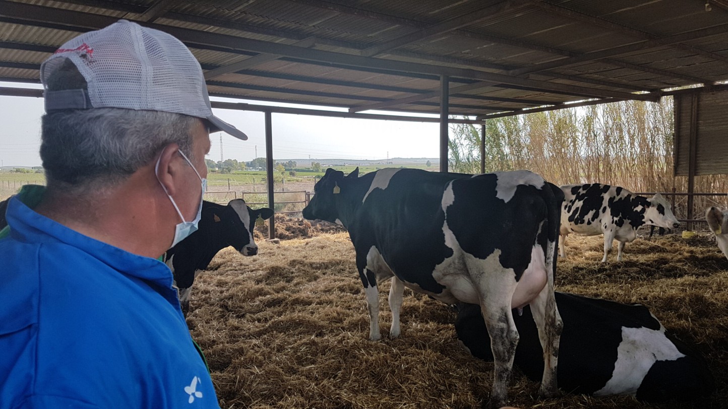 Las entregas de leche de vaca cruda a compradores subieron un 0,6% en septiembre
