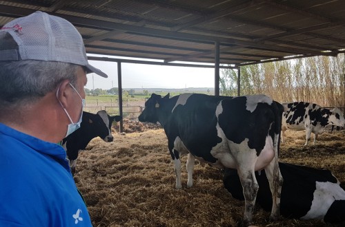 Las entregas de leche de vaca cruda a compradores subieron un 0,6% en septiembre