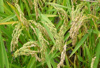 España cosechará 761.515 toneladas de arroz, un 27% más que en 2024, según Cooperativas Agro-alimentarias