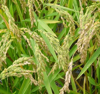 La industria arrocera pide cláusulas efectivas para frenar los envíos de Camboya y Myanmar