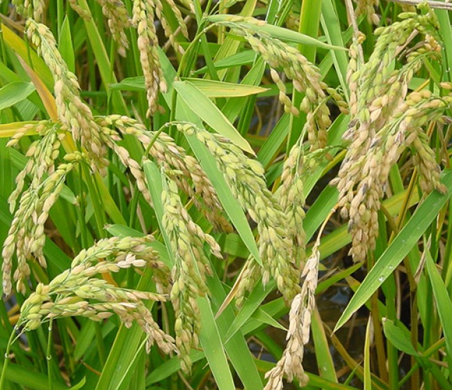 España reduce drásticamente cultivo y producción de arroz en 2023/24 y aumenta su dependencia exterior