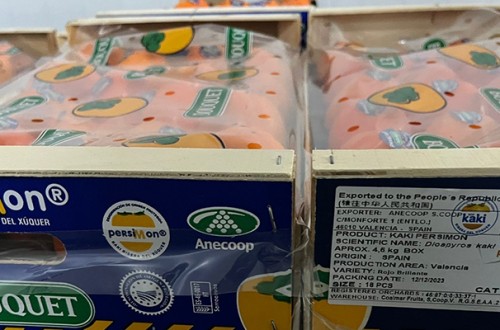 El Grupo Cooperativo Anecoop envía su primer contenedor de Kaki Persimon con destino a China continental