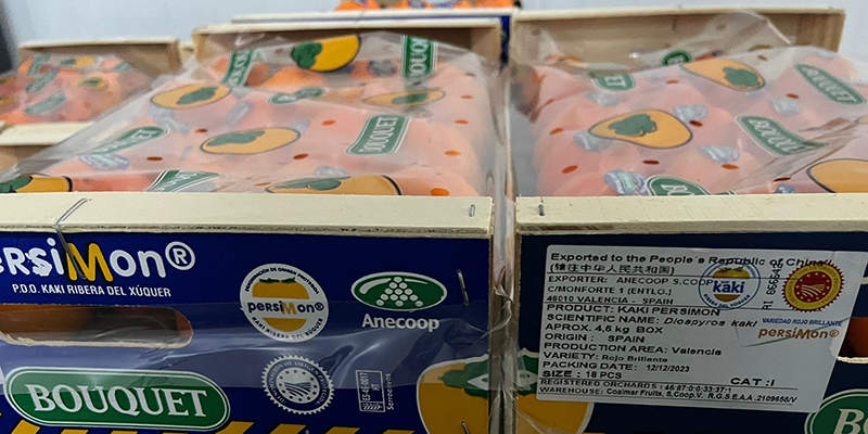 El Grupo Cooperativo Anecoop envía su primer contenedor de Kaki Persimon con destino a China continental