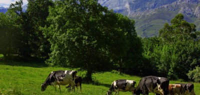 Las entregas de leche cruda de vaca a compradores subieron solo un 0,6% en octubre con leve repunte del precio medio