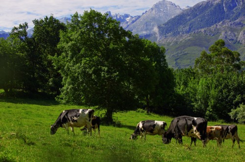 Las entregas de leche cruda de vaca a compradores subieron solo un 0,6% en octubre con leve repunte del precio medio