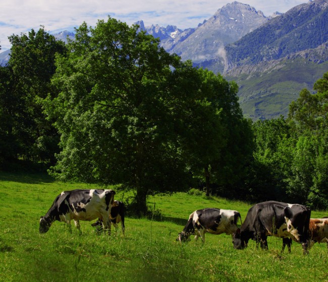 Las entregas de leche cruda de vaca a compradores subieron solo un 0,6% en octubre con leve repunte del precio medio