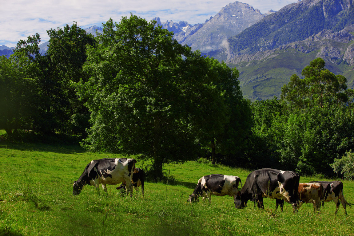 Las entregas de leche cruda de vaca a compradores subieron solo un 0,6% en octubre con leve repunte del precio medio