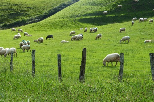Los bajos precios de la leche de ovino y caprino desincentivaron producción e inversiones en los últimos años