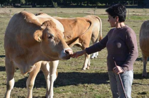 Nutrición y características diferenciales de la Ternera Gallega Suprema