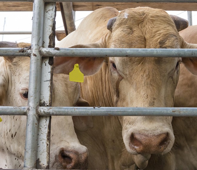 Bruselas propone normas más exigentes para mejorar el bienestar de los animales durante el transporte