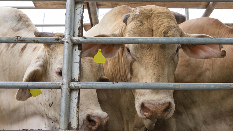 Bruselas propone normas más exigentes para mejorar el bienestar de los animales durante el transporte